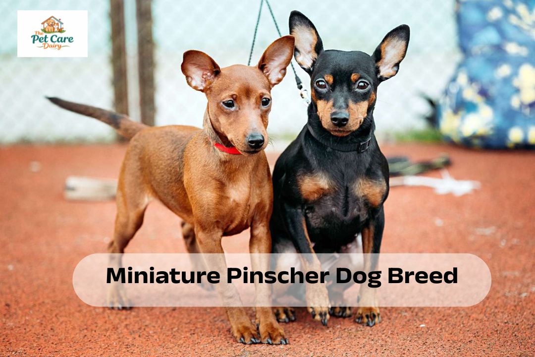 Miniature Pinscher Dog Breed Growth & Weight Chart